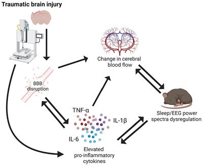 Sleep, inflammation, and hemodynamics in rodent models of traumatic brain injury